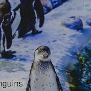 Pingo Four Penguins