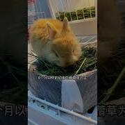 咬兔子白兔子女孩系列