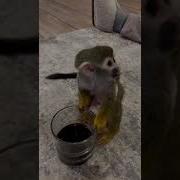 Обезьяна Пьёт Пиво