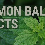 Lemon Balm