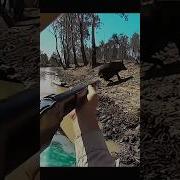 Топ 10 Вьістролов В Кабана Chasse Sangilr Ton10 Shoots Hunting Battue Sangl