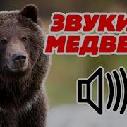 Рев Медведя Звук