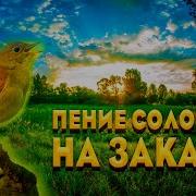 Пение Соловья И Лесных Птиц