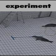 The Experiment Gd Song