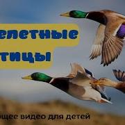 Ранили Перелетную Птицу