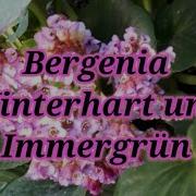 Bergenia