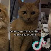 Tiktok Cat