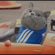 Cat Car