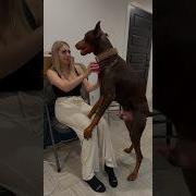 سكس كلب ينيك بنت فيدو