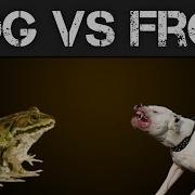 Dog And Frog