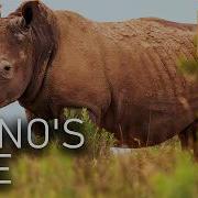 Rhinocerous