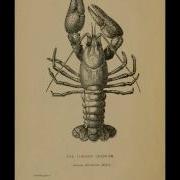 Crayfish Song