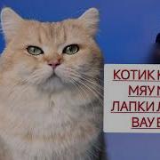 Котик Котик Мяу Мяу Минус