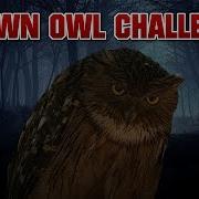 Brown Owl