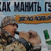 Манок Гуся Осень