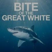 Bite Of The Great White