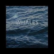 Lukas Whales