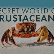 Crustacean