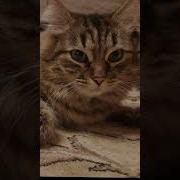 Хочешь Кое Что Покажу А Там Кот Кот Кот