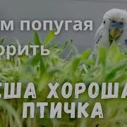 Учим Попугая Кеша Говорить Видеоурок 1 Кеша Хорошая Птичка