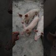 Пизда Boar Pig Zoo Sex New Videos 2023