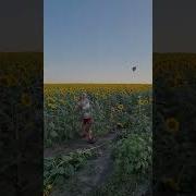 Мужик Ебашит Подсолнухи