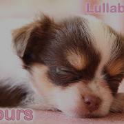 Puppy Nap Soothing Dog Sounds