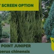 Juniperus