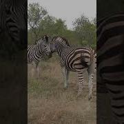 Zebra Zebra Zubralini Мем