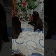 Махаться Будешь Со Мной
