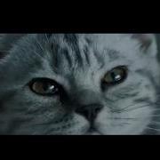Реклама Whiskas 2018 Вискас Котенок И Дождь