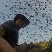 Flyin Outthe Cave Wit Bats