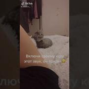 Как Поживает Ваша Кошка Самая Лучшая Кошка На Свете