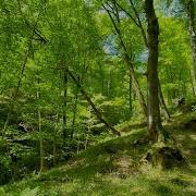 Nothing Better Than Birdsong Forest Nature Music Production