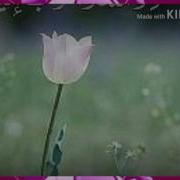 Kiarmin Farjam کیارمین فرجام Bargard To Ey Hame Kasam برگرد تو اي همه