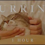 Asmr Purring Cat