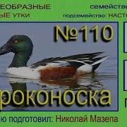 Широконоска Голос