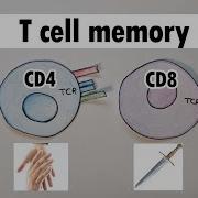 Cd8