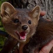 Pine Marten