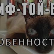 Той Боб