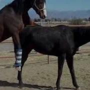 Animals Mating Horse Mating Donkey Mating Funny Horse Compilation