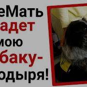 Яжемать Хочет Забрать Мою Собаку