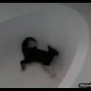 Ран Ту Тутутуту