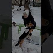 Под Окном Моим Сохнет Деревце
