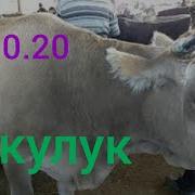 Мал Базар Музоо Торпок Уйлар
