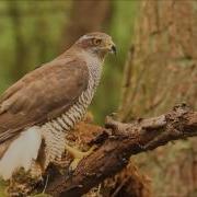 Goshawk Screeming