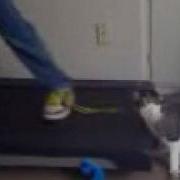 Fat Cat Running On A Treadmill 2