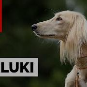 Dogs Saluki