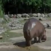 Пердящий Бегемот Срет