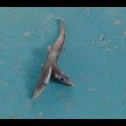 Two Headed Shark Must Watch Adventures With Fahim Nakib